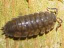 Woodlouse