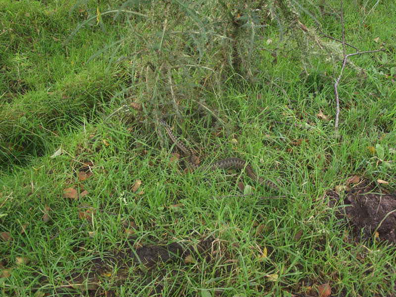 Adder hidden in the Grass 