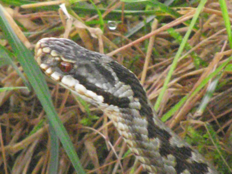 View of Adder's Head 