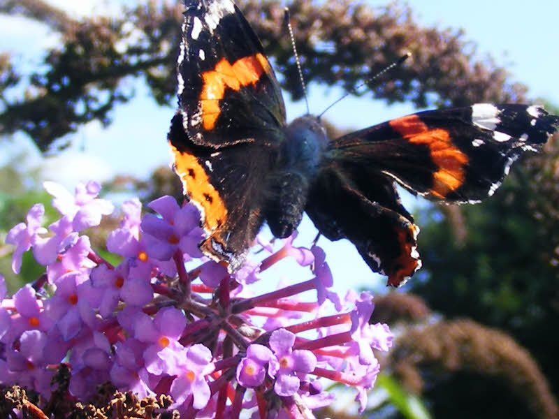 Red Admiral, Staffordshire (1 of 4) 