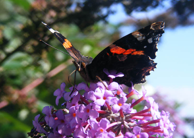 Red Admiral, Staffordshire (3 of 4) 