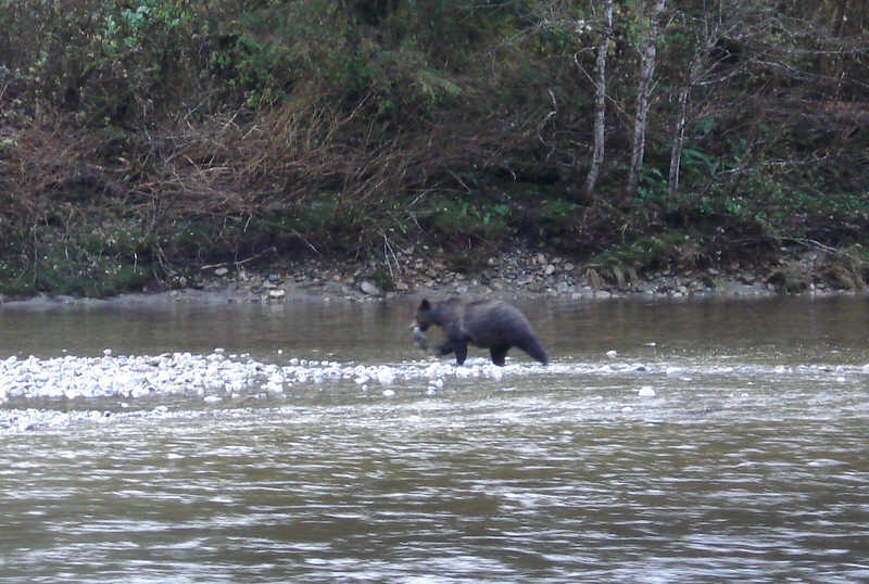 Grizzly Bear with Fish