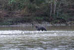Grizzly Bear with Fish