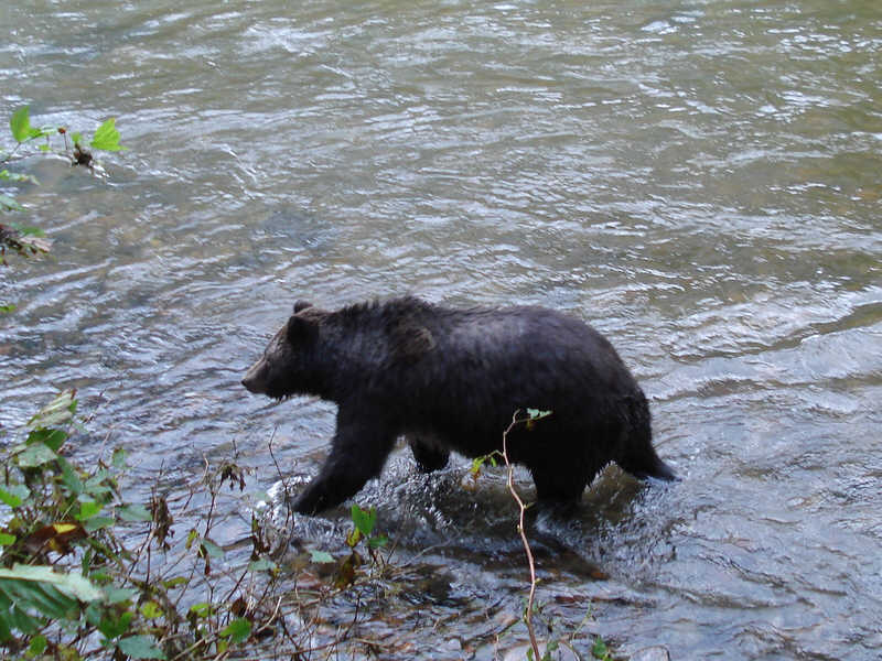 Grizzly Bear in River (5)
