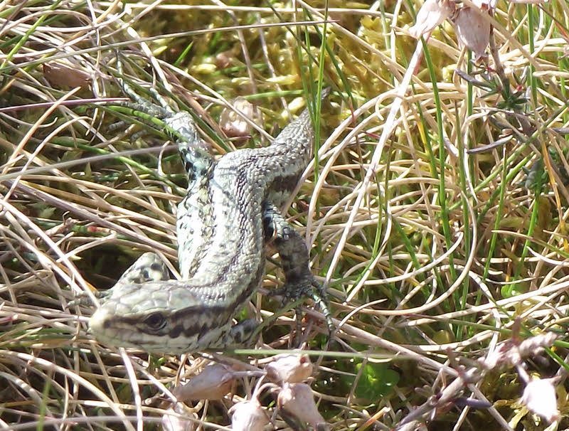 Common Lizard coming towards camera 