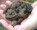 Front view of Common Toad 