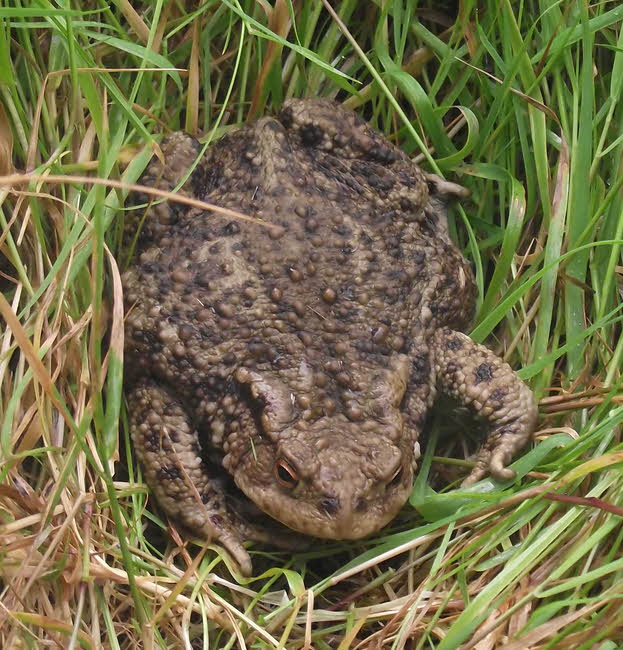 Front view of Common Toad 