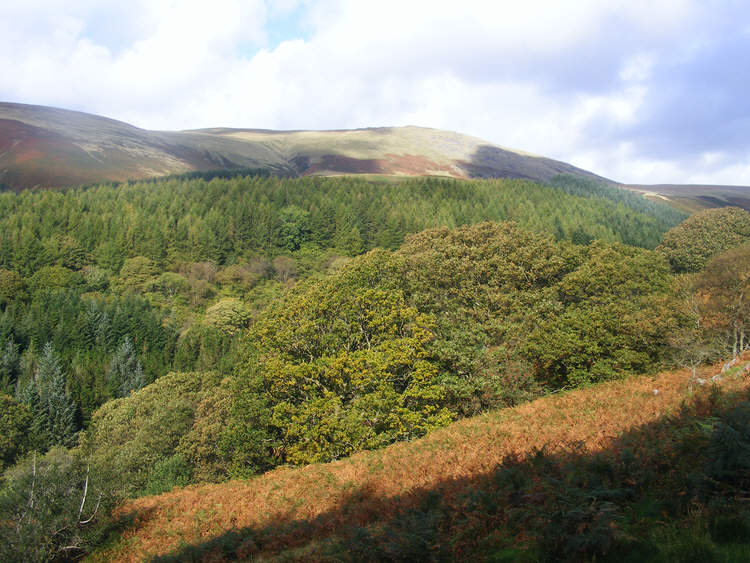 Miterdale Forest