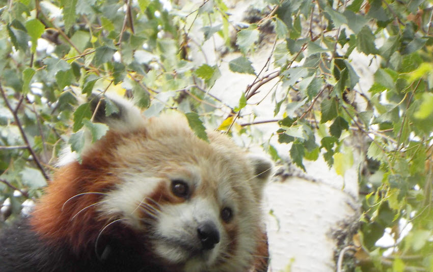 Red Panda (5)