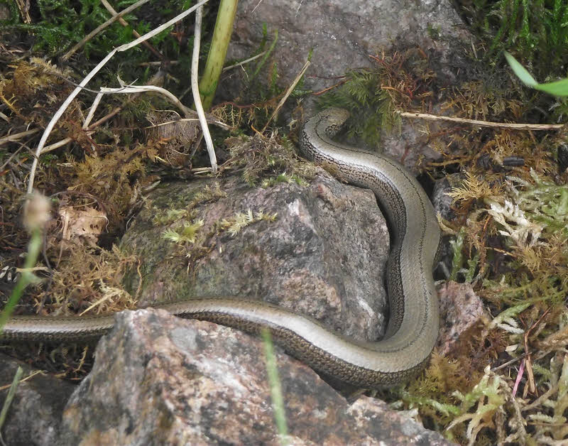 Skin Pattern of Slow Worm 