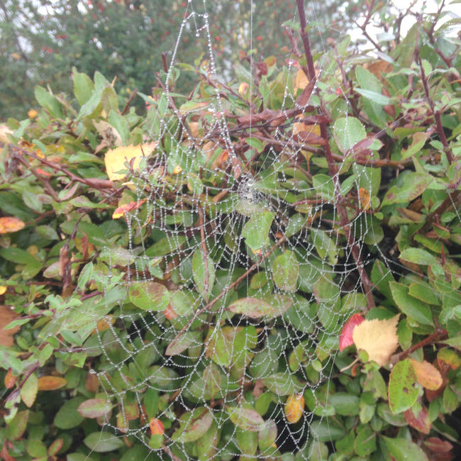 Orb Web (2)