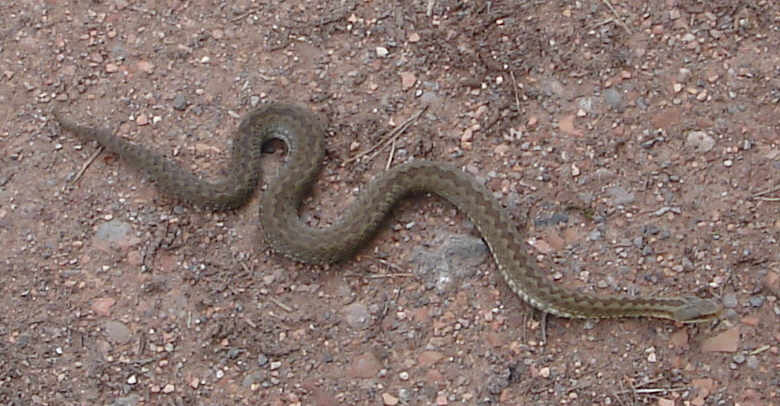 Mature Trees on Cannock Chase