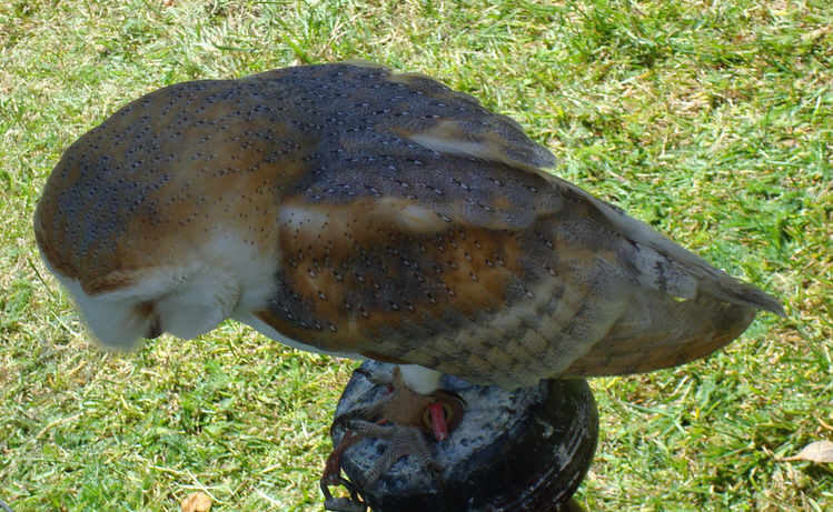 Barn Owl