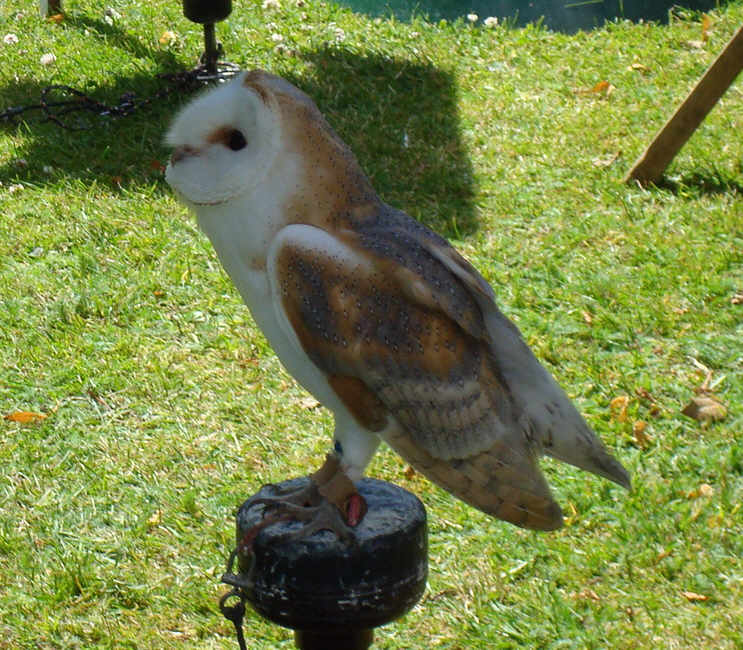 Barn Owl