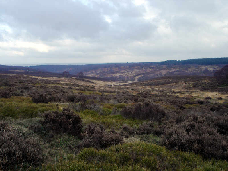 Open heathland on Cannock Chase