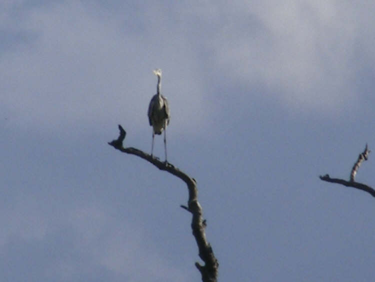 Grey Heron on tree top