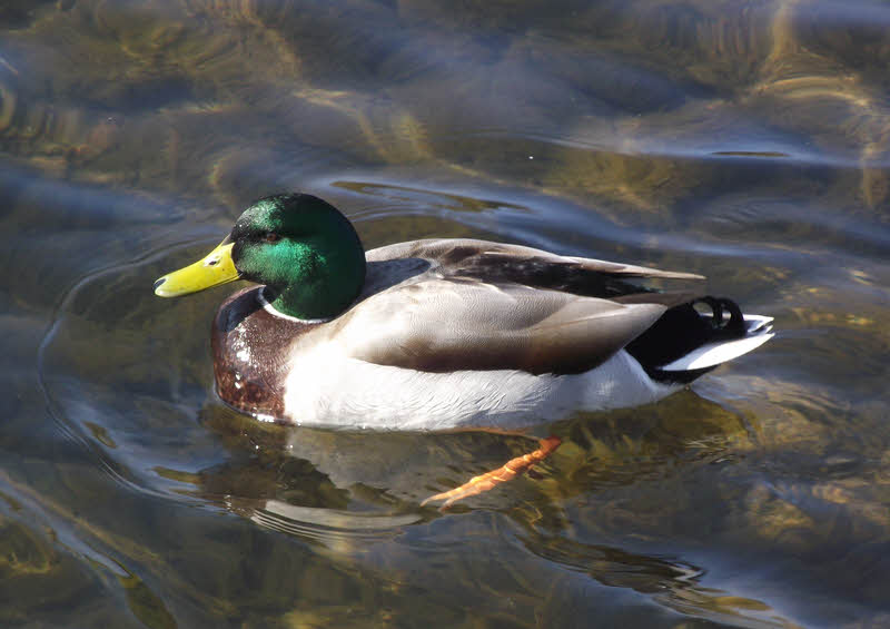 Male Mallard on the Water
