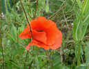 Poppy 2