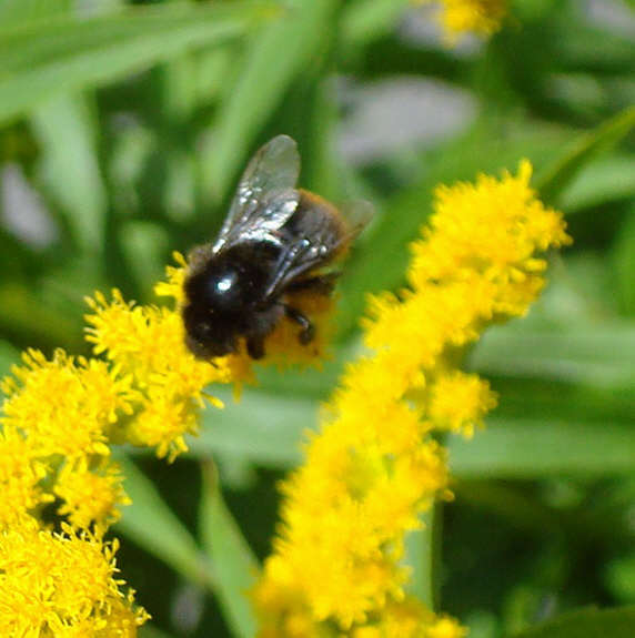Red Tailed Bumble Bee (2 of 2)