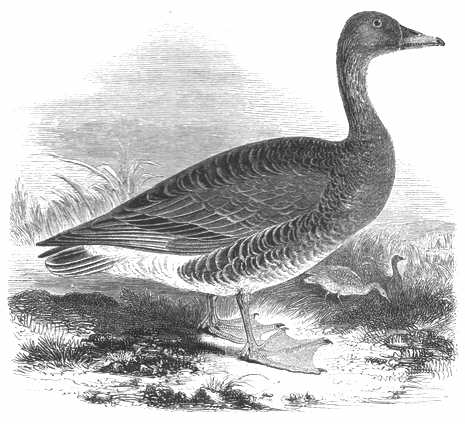 Bean Goose (Anser fabalis) 