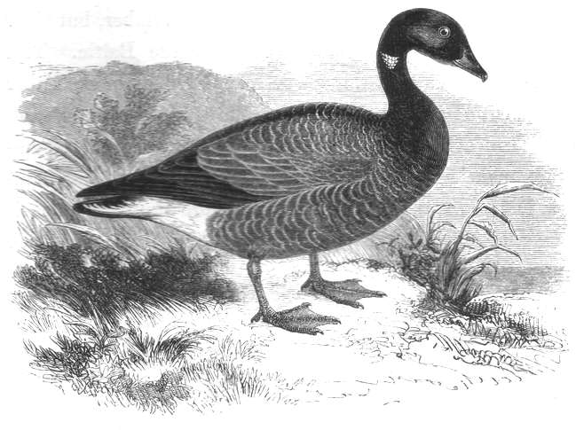 Brent Goose (Branta bernicla)