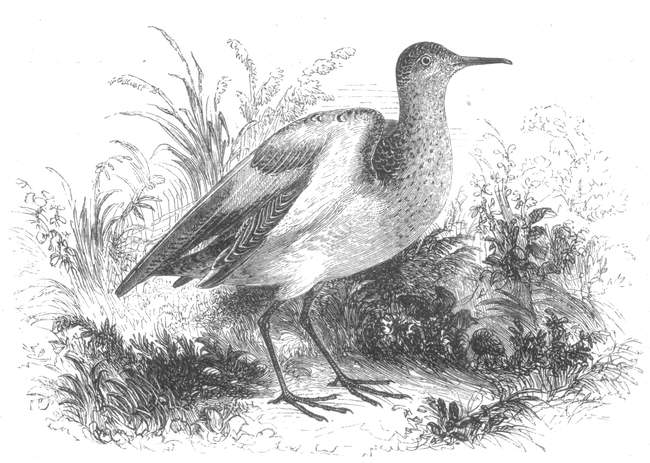 Buff-Breasted Sandpiper (Tryngites subruficollis)