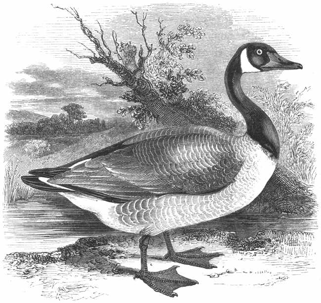 Canada Goose (Branta canadensis)