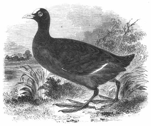 Coot (Fulica atra) 