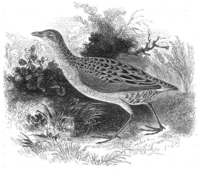 Corncrake (Crex crex)