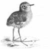 Dunlin, Young
