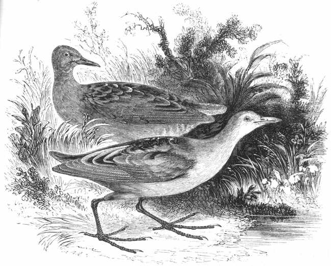 Little Crake (Porzana parva)