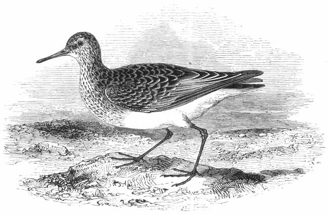 Pectoral Sandpiper (Calidris melanotos)