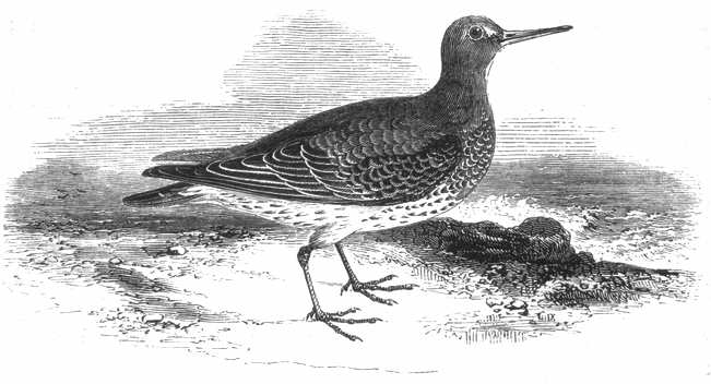 Purple Sandpiper (Calidris maritima)