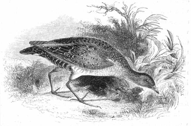 Spotted Crake (Porzana porzana)