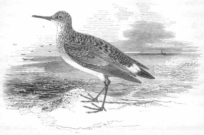 White-rumped Sandpiper (Calidris fuscicollis)