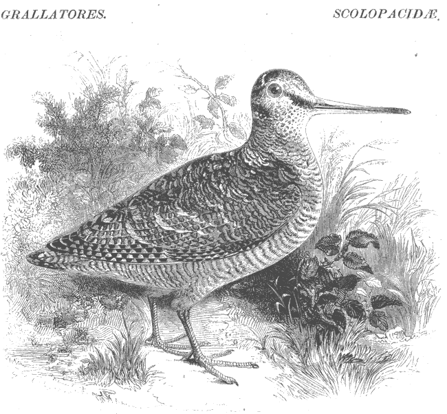 The Woodcock