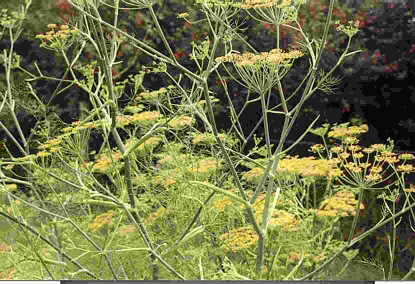 Fennel